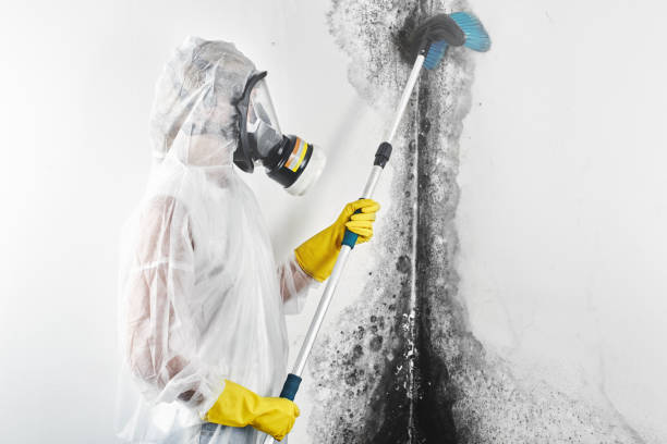 Best Post-Construction Mold Inspection  in Coleytown, CT