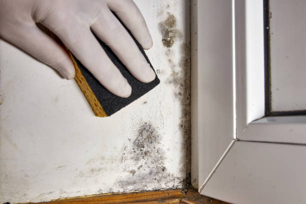 Best Crawl Space Mold Remediation  in Coleytown, CT
